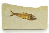 Detailed Fossil Fish (Knightia) - Wyoming #320267-1